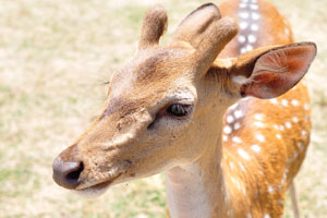 The chital is also known as spotted deer or axis deer