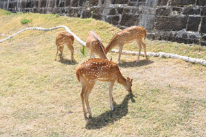 Four spotted deers are grazing near the fort