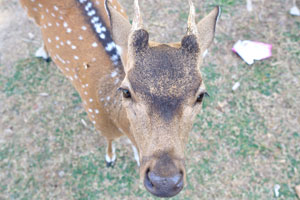 A spotted deer looks for cookies