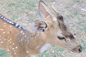 A Ceylon spotted deer