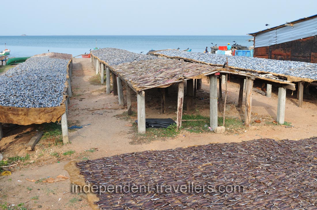 Fish drying and dehydration