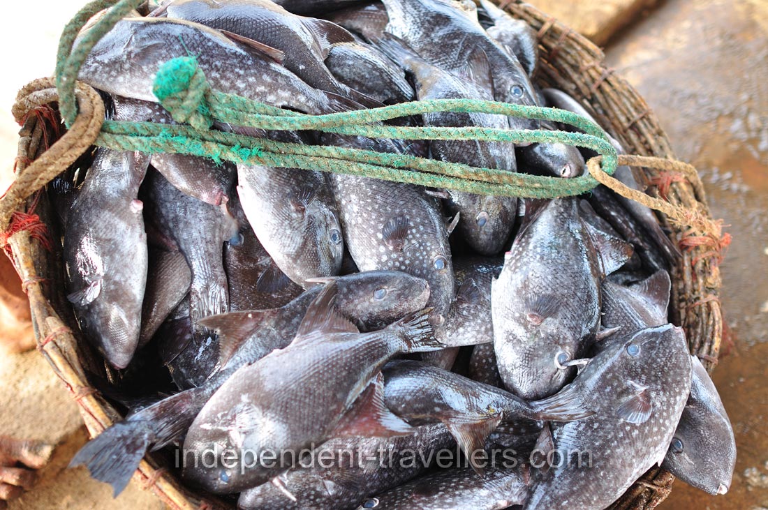 Spotted oceanic triggerfish &ldquo;Canthidermis maculata&rdquo;
