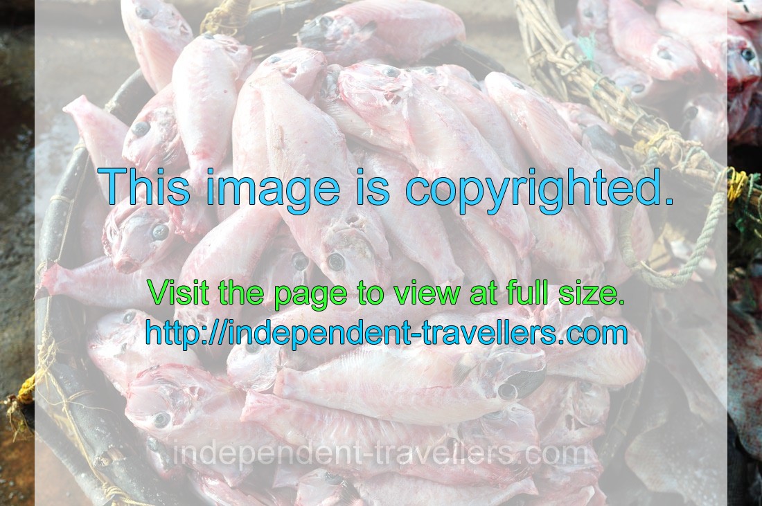 A pile of unskinned rough triggerfish “Canthidermis maculata” is in a basket
