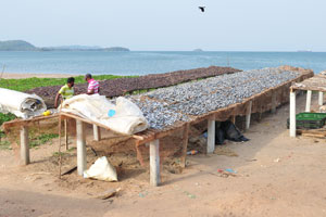 The fish drying process is on the long tables beside the ocean shore
