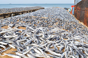 The drying fish process is under the direct rays of the sun