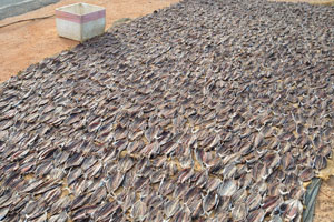 A large quantity of tuna is in the process of drying and dehydration