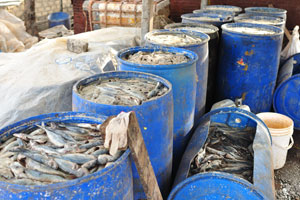Salted fish in barrels