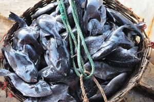 A fresh catch of rough triggerfish “Canthidermis maculata” is in a basket
