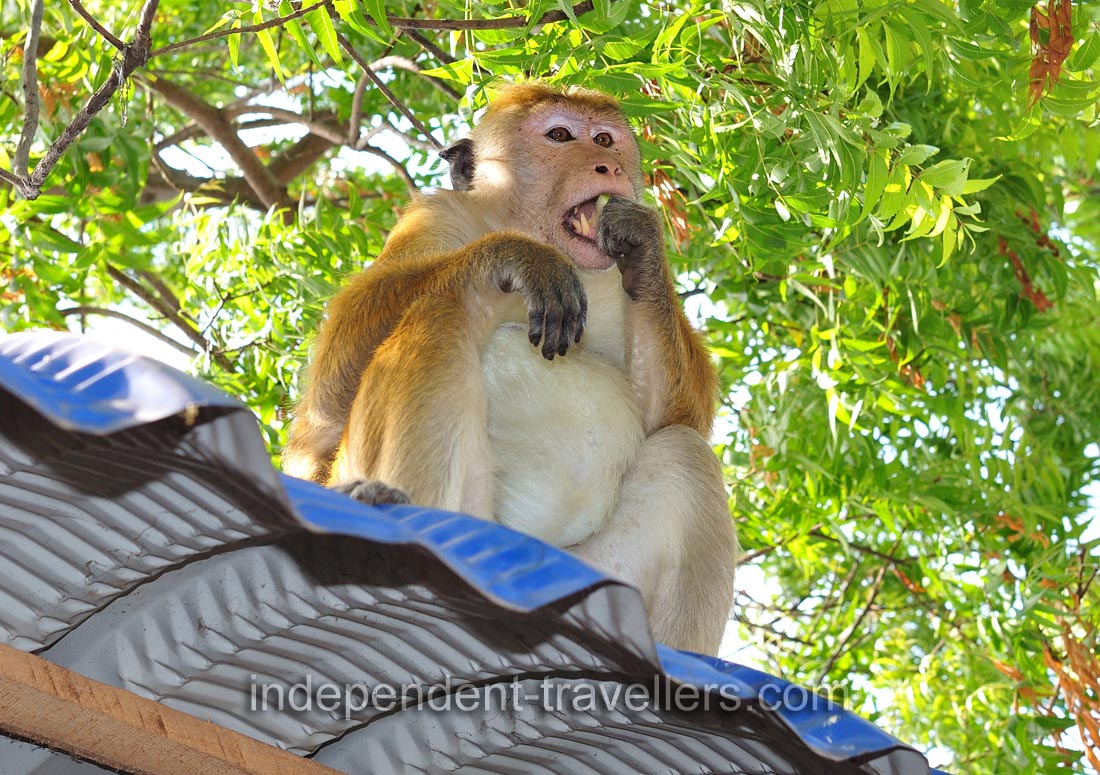 The toque macaque &ldquo;Macaca sinica opisthomelas&rdquo; has huge teeth