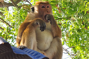 The toque macaque “Macaca sinica opisthomelas”