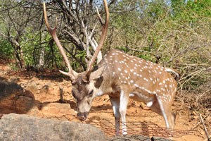 A Sri Lankan axis deer