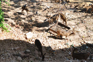 A herd of Sri Lankan axis deers