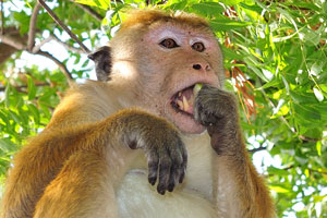 The toque macaque “Macaca sinica opisthomelas” has huge teeth
