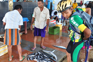 Freshly caught barracudas are for sale at the fish market