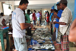 Parrot fish is for sale at the fish market