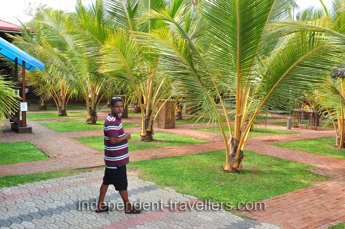 Low palm trees decorate JKAB Beach Resort