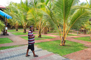 Low palm trees decorate JKAB Beach Resort