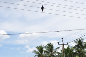A flying fox died hanging upside down