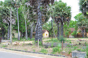 Palm trees grow around Trincomalee Railway station