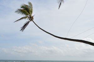 A curved tall palm tree is bend over the ocean