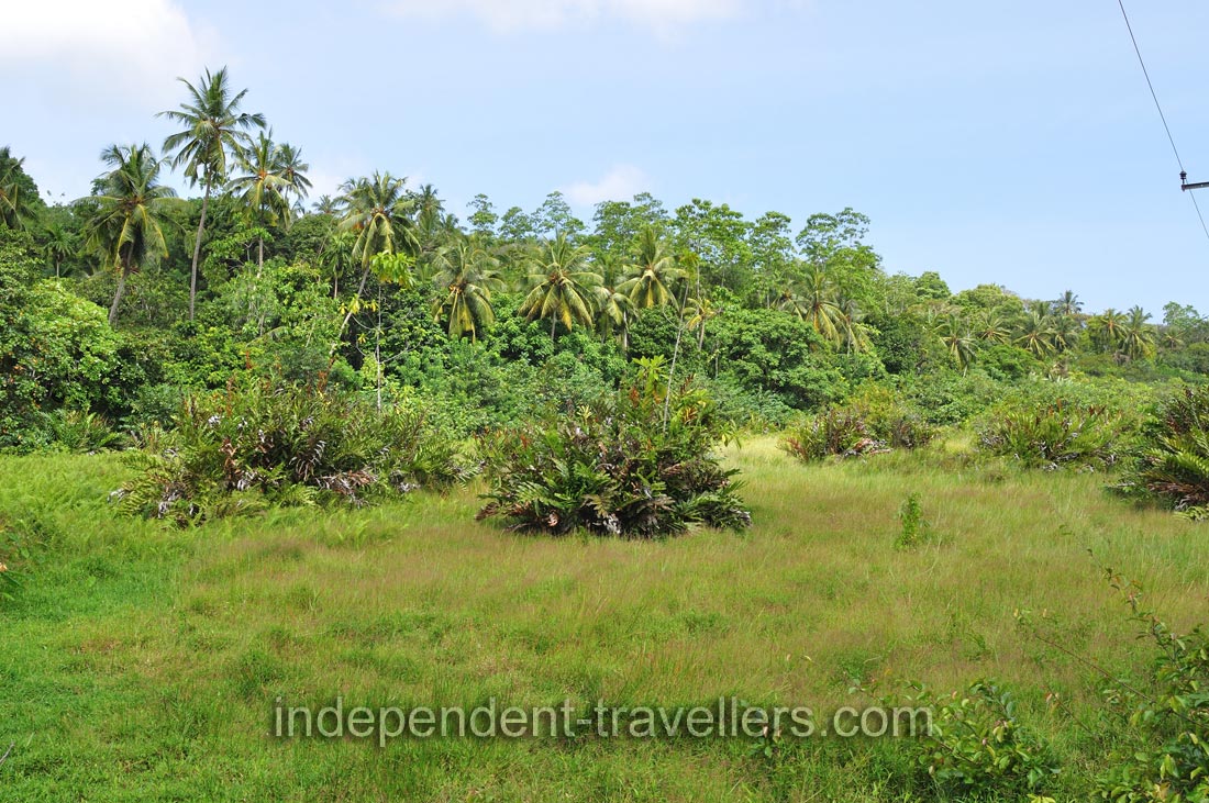 Fields that surround Thalpe Road