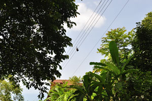 A dead flying fox is hanging down from electrical wires