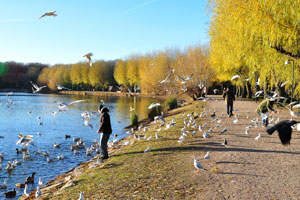People feed the birds in Pildammsparken park