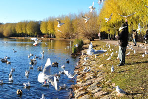 Black-headed gulls take food in flight from a man's hand in Pildammsparken park