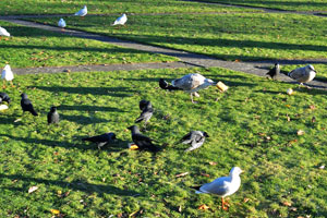 European herring gulls live in Big Pond in Pildammsparken park