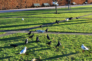 Black ravens live in Pildammsparken park