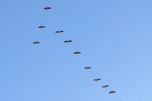 A flock of birds is flying over the city