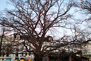 The biggest tree on Gustav Adolfs Torg square is decorated with Christmas lightings
