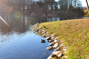 Ducks and gulls are at Big Pond in Slottsparken park