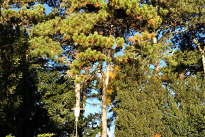 Coniferous trees are in Slottsparken park