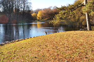 Grey heron is in Slottsparken park