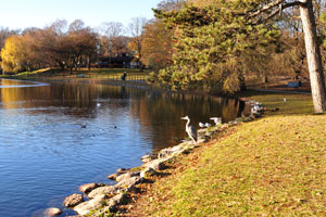Big Pond in Slottsparken park, stocked with fish, is attractive to Grey herons