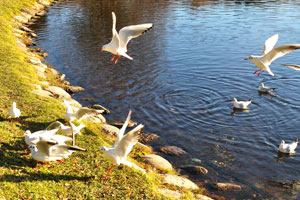 Black-headed gulls live in Slottsparken park
