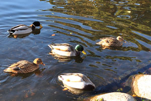 Ducks and drakes are floating in Big Pond in Slottsparken park