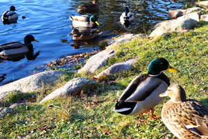 A duck and a drake are wandering along Big Pond in Slottsparken park