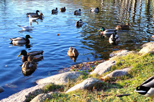 Ducks live in Big Pond in Slottsparken park