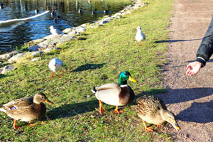My son feeds the ducks in Slottsparken park