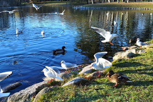 Black-headed gulls in Slottsparken park are easily identified by the dark spot on the head