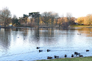 Swans live in Big Pond in Slottsparken park