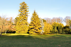 Huge coniferous trees grow in Slottsparken park