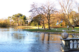 Ducks and black-headed gulls are everywhere in Slottsparken park