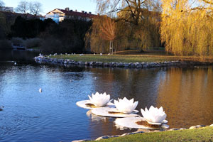 The huge water lilies decorate Small pond of Pildammsparken park