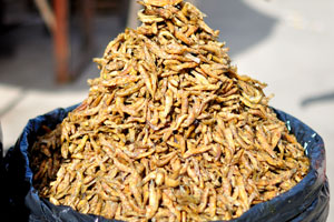 Tiny dried fish is for sale at Grand Market