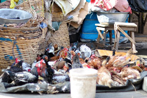 A flock of the alive chickens is for sale at Grand Market “Le Grand Marché”