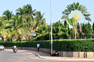 A traveller's palm grows near the roundabout of Independence monument