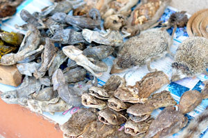 Dried hedgehogs and lizards are for sale at the Akodessewa Fetish Market